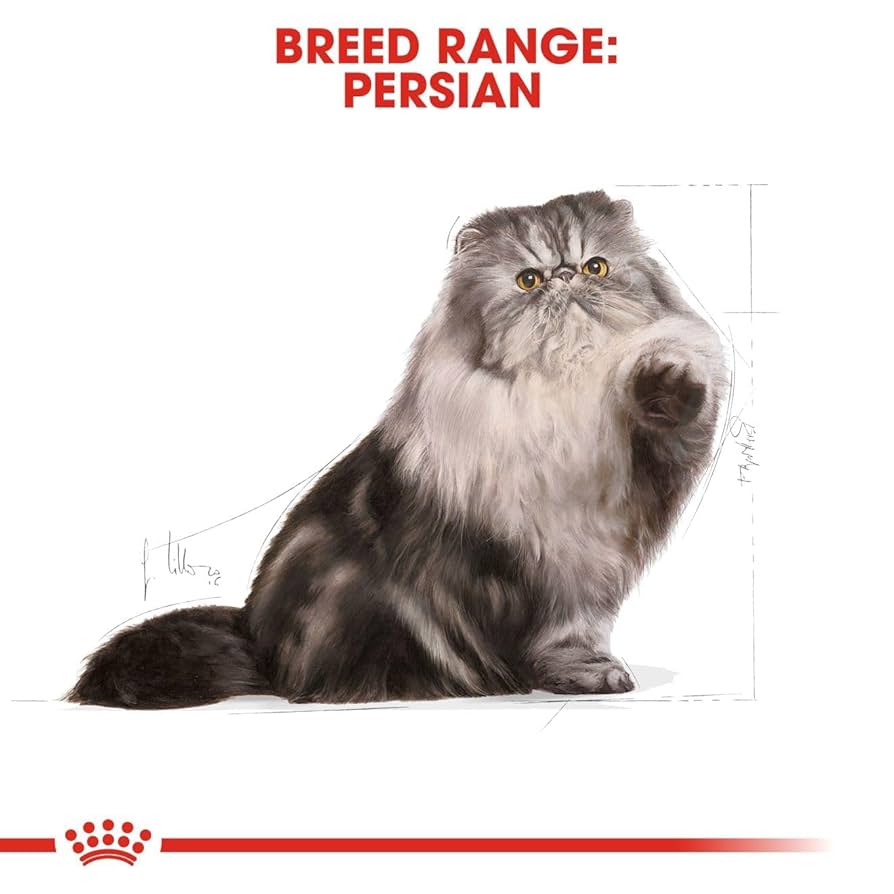  CANIN ペルシャ猫用ドライフード 2kg2袋 ペルシャ・チンチラ・ヒマラヤン（子猫用 ドライ） | Royal Canin JP